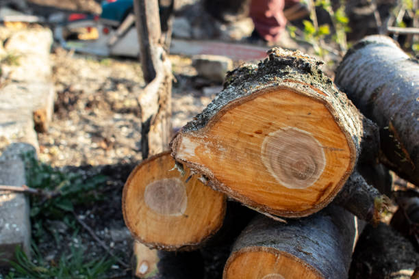 How Our Tree Care Process Works  in  Santaquin, UT